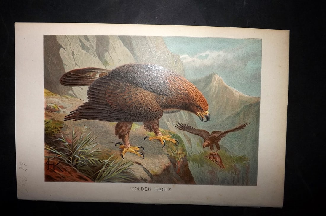 Lydekker, Richard 1896 Bird Print. Golden Eagle: Chromolithograph Published 1894-96, London for "The Royal Natural History" by Richard Lydekker. Illustrated by Smit, Keulemans, Wolf and others. Paper Size: 10 x 6.5 inch (25 x 16.5cm) Good Condition