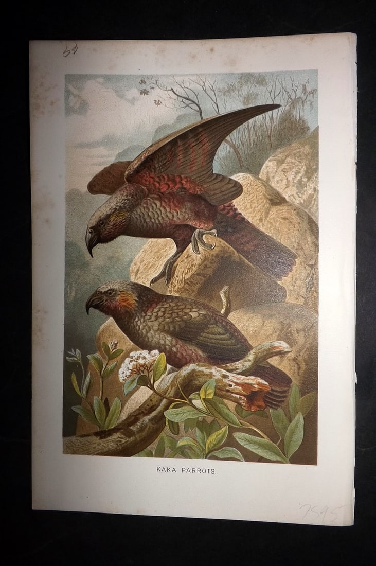Lydekker, Richard 1896 Bird Print. Kaka Parrots, New Zealand: Chromolithograph Published 1894-96, London for "The Royal Natural History" by Richard Lydekker. Illustrated by Smit, Keulemans, Wolf and others. Paper Size: 10 x 6.5 inch (25 x 16.5cm) Very minor marg