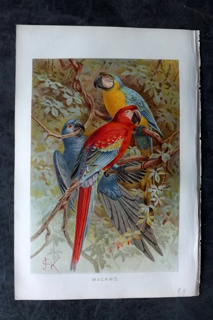 Lydekker, Richard 1896 Bird Print. Macaws Parrots by Keulemans (1 of 1)