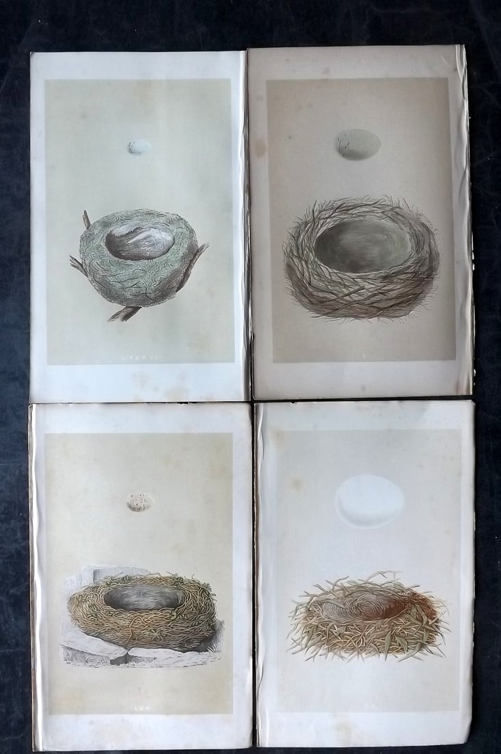 Morris, Francis 1863 Lot of 4 Antique Bird Nest Prints: Woodblocks Published 1863, London for "A Natural History of the Nests and Eggs of British Birds" By the Rev. Francis Orpen Morris, printed Benjamin Fawcett. With accompanying descriptive text. Paper S