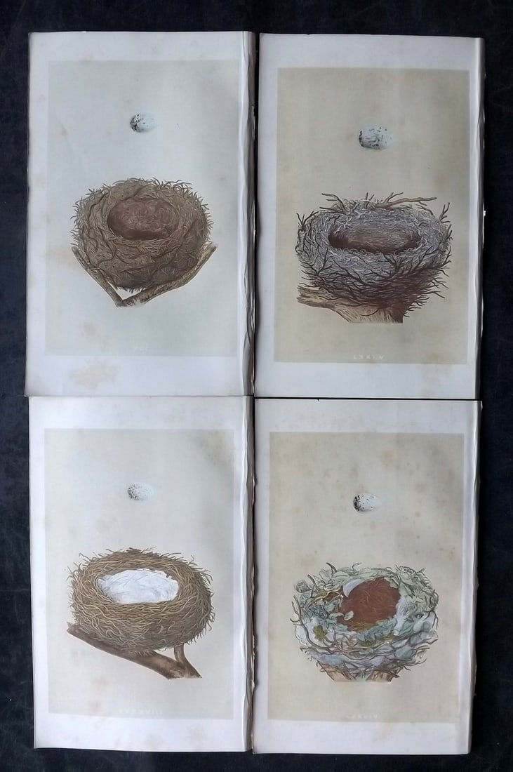 Morris, Francis 1863 Lot of 4 Antique Bird Nest Prints: Woodblocks Published 1863, London for "A Natural History of the Nests and Eggs of British Birds" By the Rev. Francis Orpen Morris, printed Benjamin Fawcett. With accompanying descriptive text. Paper S