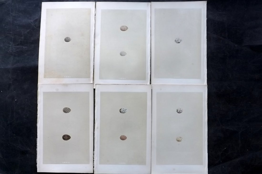 Morris, Francis 1863 Lot of 6 Antique Bird Egg Prints: Woodblocks Published 1863, London for "A Natural History of the Nests and Eggs of British Birds" By the Rev. Francis Orpen Morris, printed Benjamin Fawcett. With accompanying descriptive text. Paper S
