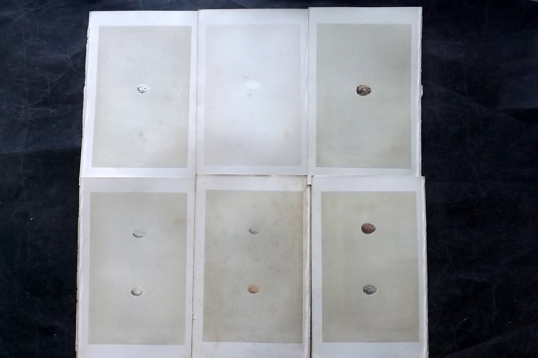 Morris, Francis 1863 Lot of 6 Antique Bird Egg Prints: Woodblocks Published 1863, London for "A Natural History of the Nests and Eggs of British Birds" By the Rev. Francis Orpen Morris, printed Benjamin Fawcett. With accompanying descriptive text. Paper S