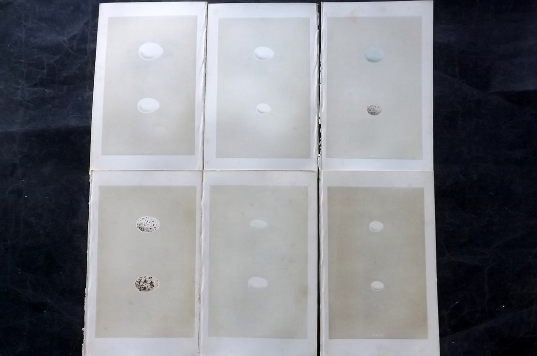 Morris, Francis 1863 Lot of 6 Antique Bird Egg Prints: Woodblocks Published 1863, London for "A Natural History of the Nests and Eggs of British Birds" By the Rev. Francis Orpen Morris, printed Benjamin Fawcett. With accompanying descriptive text. Paper S