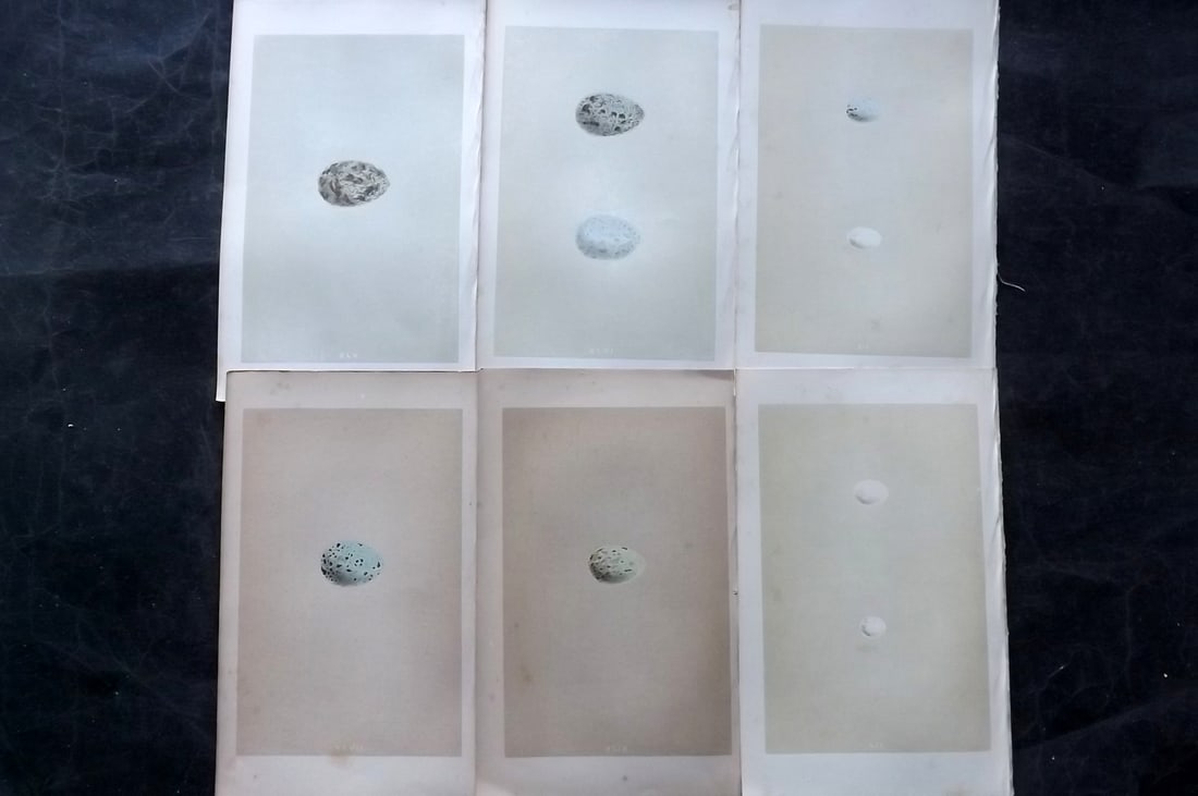 Morris, Francis 1863 Lot of 6 Antique Bird Egg Prints: Woodblocks Published 1863, London for "A Natural History of the Nests and Eggs of British Birds" By the Rev. Francis Orpen Morris, printed Benjamin Fawcett. With accompanying descriptive text. Paper S