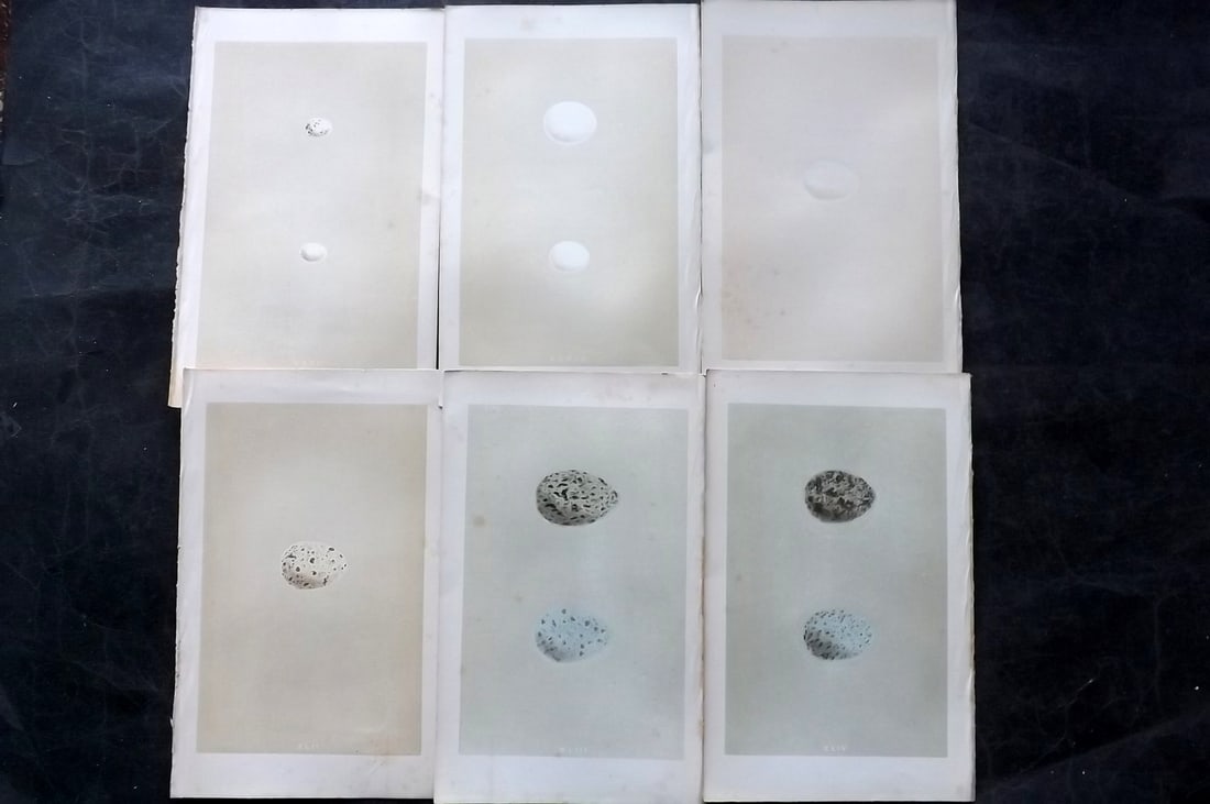 Morris, Francis 1863 Lot of 6 Antique Bird Egg Prints: Woodblocks Published 1863, London for "A Natural History of the Nests and Eggs of British Birds" By the Rev. Francis Orpen Morris, printed Benjamin Fawcett. With accompanying descriptive text. Paper S