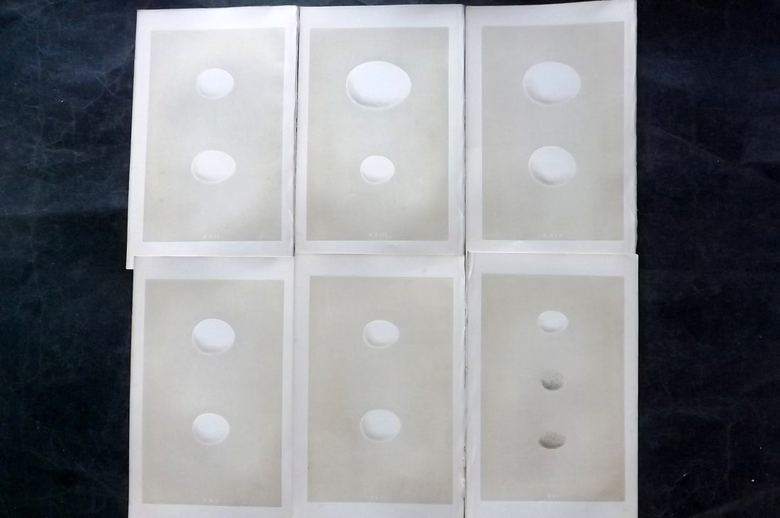 Morris, Francis 1863 Lot of 6 Antique Bird Egg Prints: Woodblocks Published 1863, London for "A Natural History of the Nests and Eggs of British Birds" By the Rev. Francis Orpen Morris, printed Benjamin Fawcett. With accompanying descriptive text. Paper S
