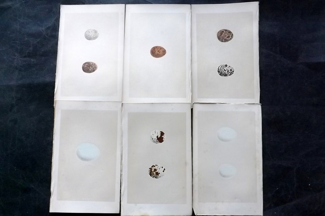 Morris, Francis 1863 Lot of 6 Antique Bird Egg Prints: Woodblocks Published 1863, London for "A Natural History of the Nests and Eggs of British Birds" By the Rev. Francis Orpen Morris, printed Benjamin Fawcett. With accompanying descriptive text. Paper S