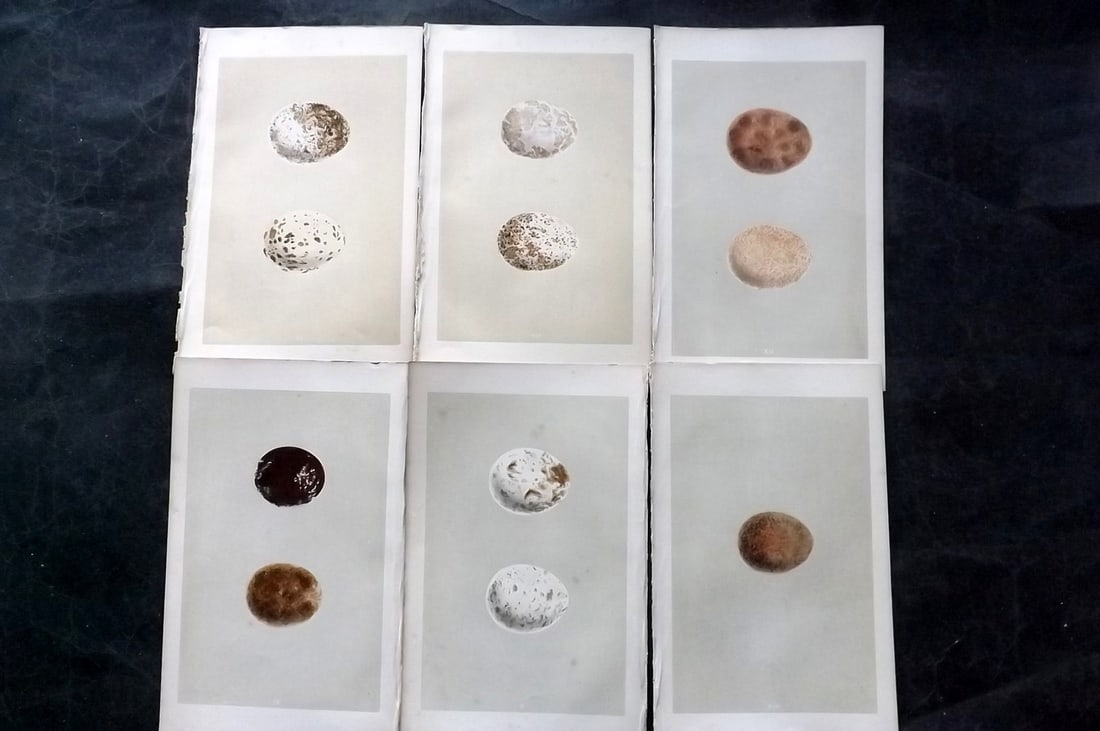 Morris, Francis 1863 Lot of 6 Antique Bird Egg Prints: Woodblocks Published 1863, London for "A Natural History of the Nests and Eggs of British Birds" By the Rev. Francis Orpen Morris, printed Benjamin Fawcett. With accompanying descriptive text. Paper S
