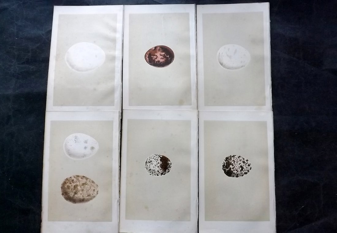 Morris, Francis 1863 Lot of 6 Antique Bird Egg Prints: Woodblocks Published 1863, London for "A Natural History of the Nests and Eggs of British Birds" By the Rev. Francis Orpen Morris, printed Benjamin Fawcett. With accompanying descriptive text. Paper S