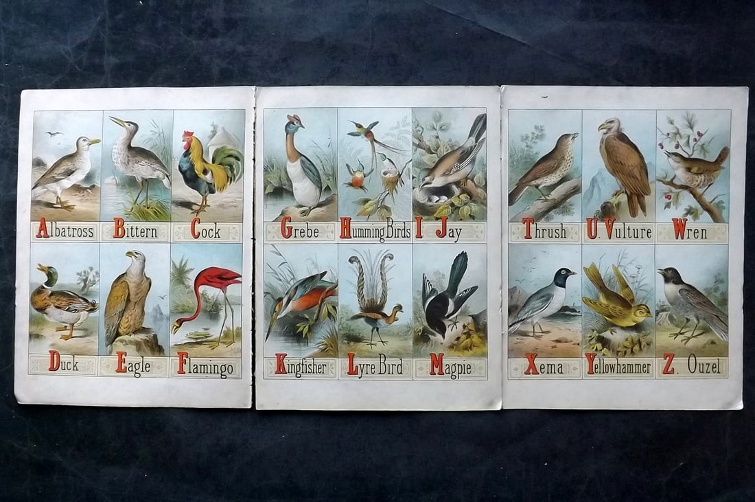 Petland C1890 Lot of 3+ Scarce Prints. Alphabet Birds (1 of 2)