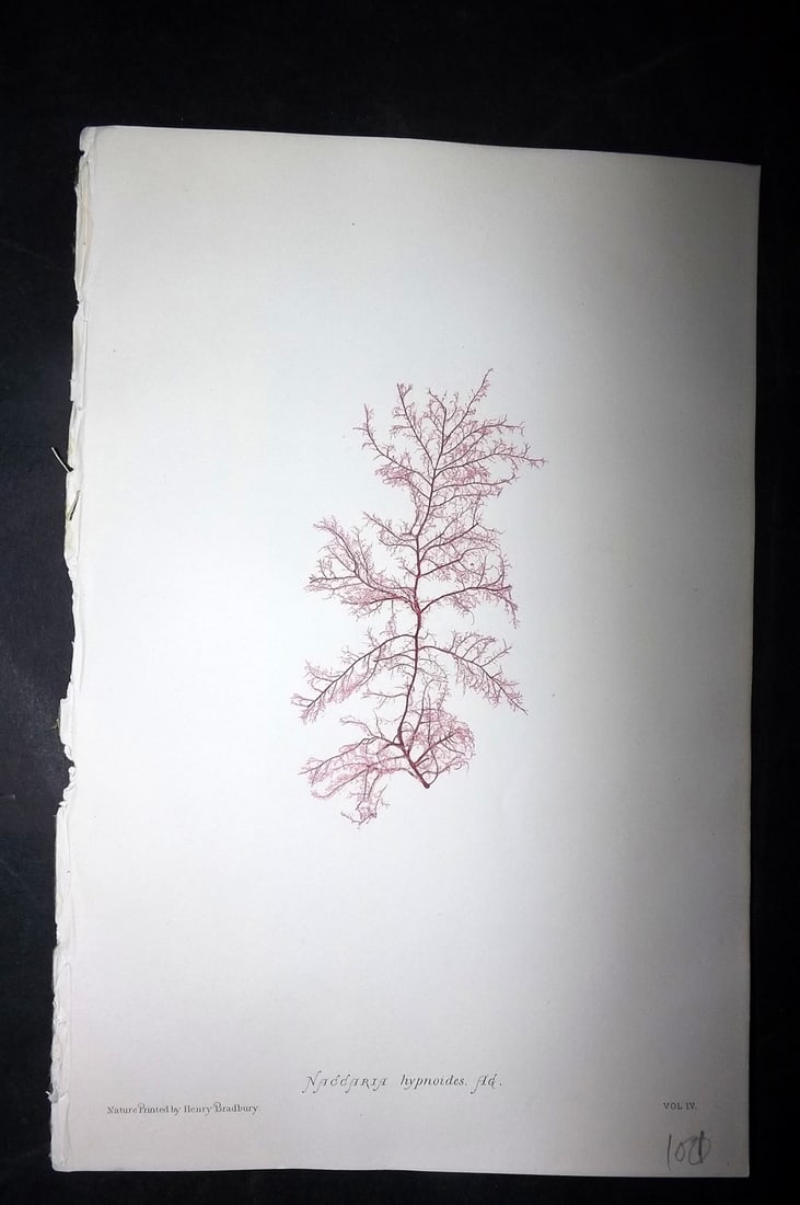 Bradbury, Henry 1859 Nature Printed Seaweed Print. Naccaria Hypnoides: Nature Printed Electrotype Published 1859 by Henry Bradbury, London for "The Nature-Printed British Sea-Weeds" by William Grosart Johnstone and Alexander Croall. Paper Size: 9.5 x 6 inch (24 x 15cm) I
