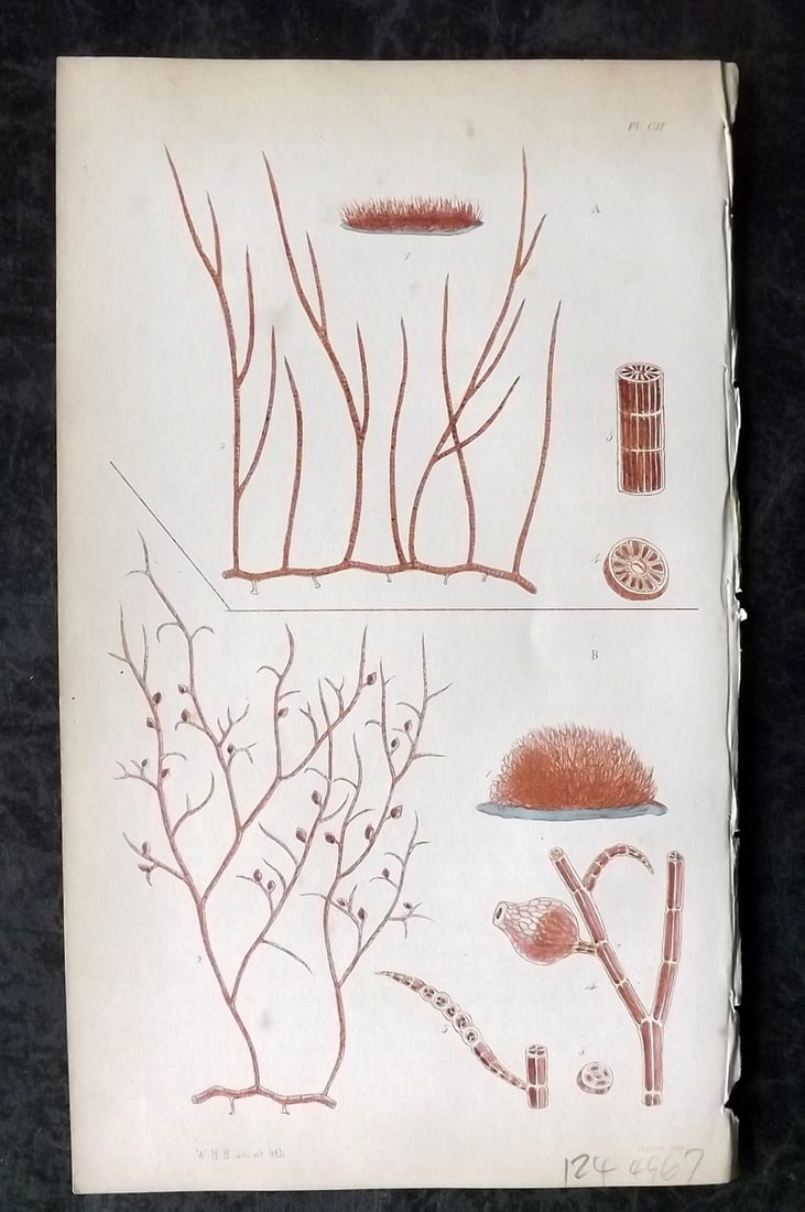 Harvey, William 1846 Hand Col Seaweed Print. Polysiphonia Obscura 102: Lithograph Published 1846-51, London for "Phycologia Britannica: or a History of British Sea-Weeds" First Edition by William Henry Harvey. Fine hand colour as issued. With accompanying desriptive text