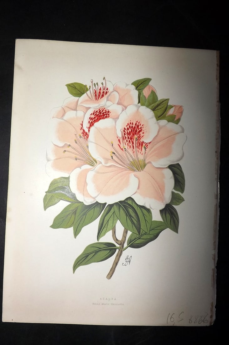 Hibberd, Shirley 1866 Antique Botanical Print. Azalea: Color Printed Woodblocks (Some with additional hand color) Published 1866, London for "Greenhouse Favourites?" by Shirley Hibberd. Paper Size: 9.5 x 7 inch (24 x 18cm) Good Condition