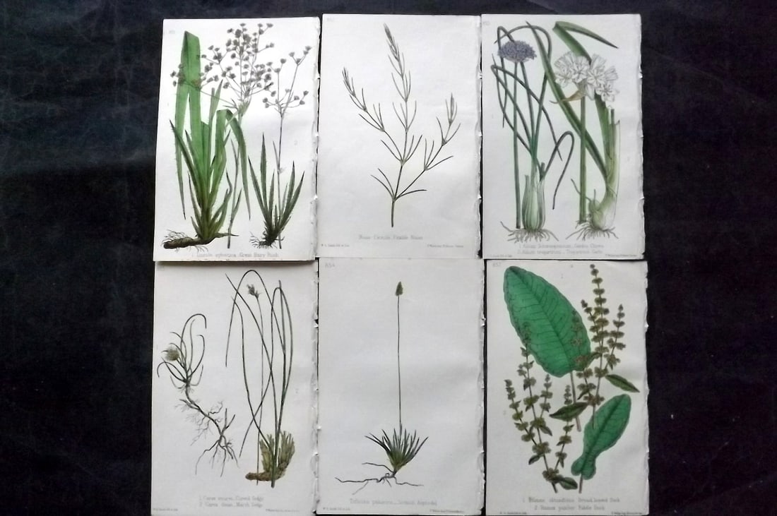 Hogg & Johnson C1870 Lot of 6 Hand Col Botanical Prints: Hand Coloured Lithographs Published 1863-1880, London for "The Wild Flowers of Great Britain" by Robert Hogg & George W. Johnson. Paper Size: 9 x 5.5 inch (23 x 14cm) Good Condition