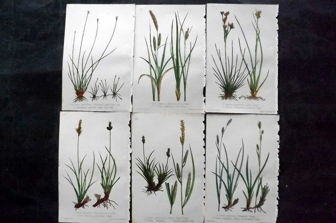 Hogg & Johnson C1870 Lot of 6 Hand Col Botanical Prints: Hand Coloured Lithographs Published 1863-1880, London for "The Wild Flowers of Great Britain" by Robert Hogg & George W. Johnson. Paper Size: 9 x 5.5 inch (23 x 14cm) Good Condition