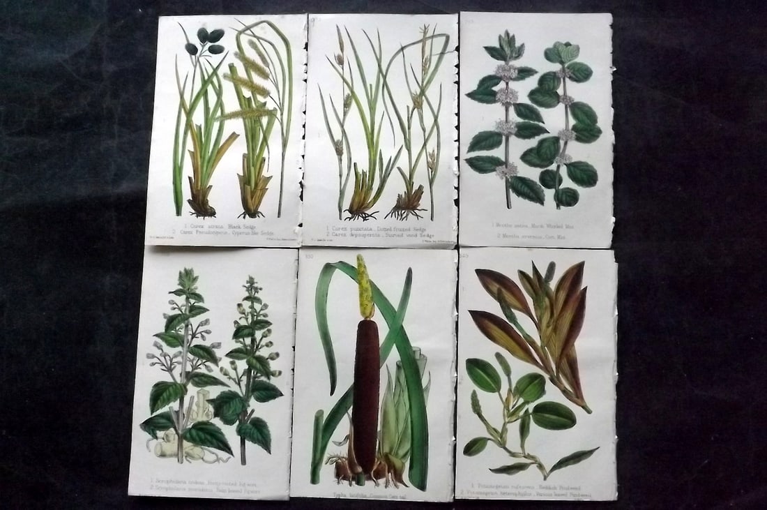 Hogg & Johnson C1870 Lot of 6 Hand Col Botanical Prints: Hand Coloured Lithographs Published 1863-1880, London for "The Wild Flowers of Great Britain" by Robert Hogg & George W. Johnson. Paper Size: 9 x 5.5 inch (23 x 14cm) Good Condition