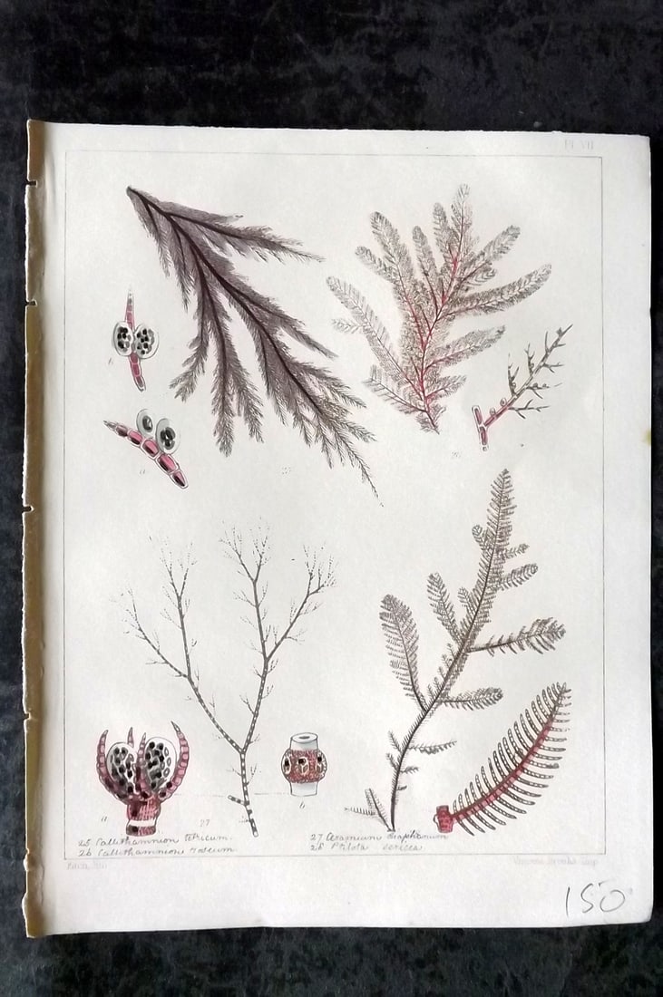 Landsborough, David 1849 Hand Col Seaweed Print. Callithamnion, Ceramium, Ptilota 07: Hand Coloured Lithograph Published 1849, London for "A Popular History of British Sea-Weeds?" by the Rev. David Landsborough. Paper Size: 6 x 5 inch (16 x 13cm) Good Condition
