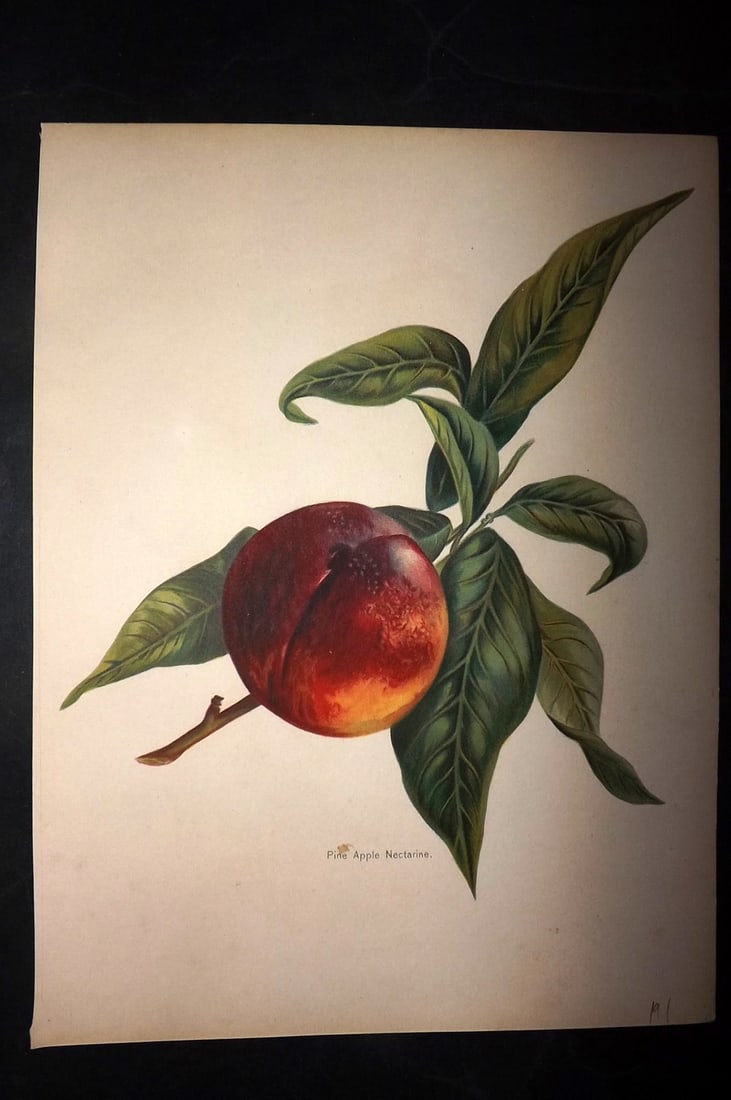 Wright, John 1894 Antique Fruit Print. Pine Apple Nectarine: Chromolithographs Published 1892-4 by J.S. Virtue & Co, London for "The Fruit Growers Guide" First Edition by John Wright. Paper Size: 11 x 8 inch (28 x 21cm) One with minor margin tone mark. Good Con
