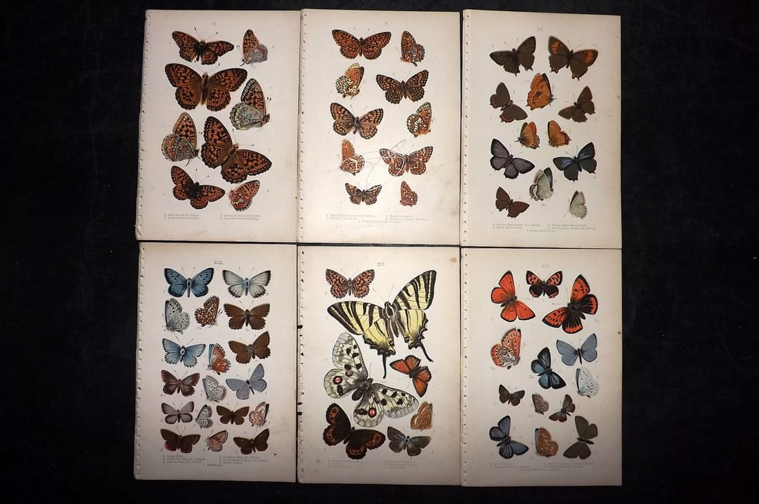 Coleman, W. S. 1897 Lot of 6 Antique Butterfly Prints: Color Printed Woodblocks Published 1897, London for "British Butterflies" by W. S. Coleman. Paper Size: 7 x 5 inch (18 x 12cm) Approx. Good Condition overall