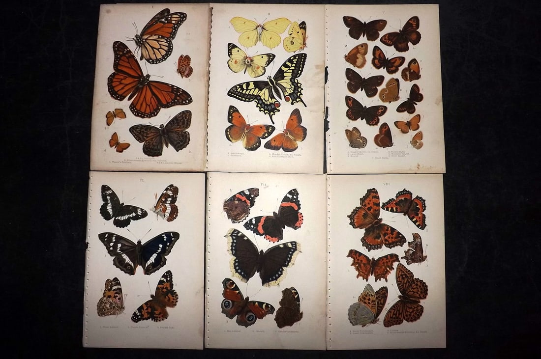 Coleman, W. S. 1897 Lot of 6 Antique Butterfly Prints: Color Printed Woodblocks Published 1897, London for "British Butterflies" by W. S. Coleman. Paper Size: 7 x 5 inch (18 x 12cm) Approx. Good Condition overall