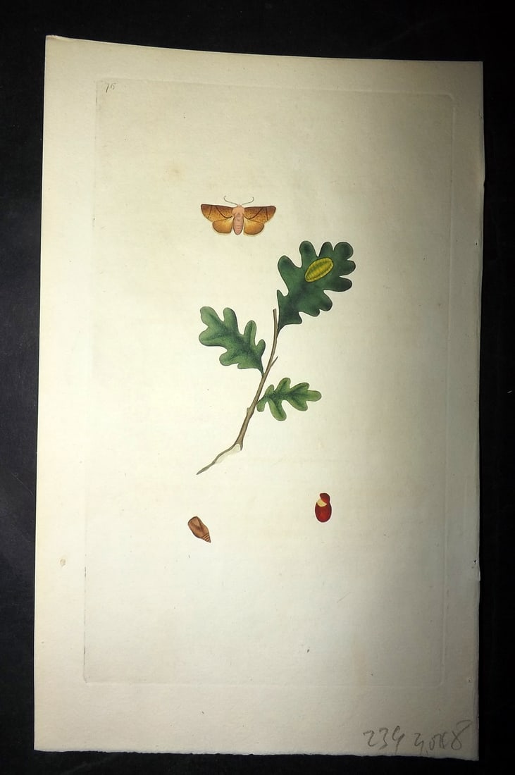 Donovan, Edward 1790's Hand Col Insect Print. Festoon Moth 76: Hand Colored Etchings Published 1796-1813, London for "The Natural History of British Insects" by Edward Donovan. With accompanying descriptive text. Paper Size: 9.5 x 6 inch (24 x 15cm) Good Conditio