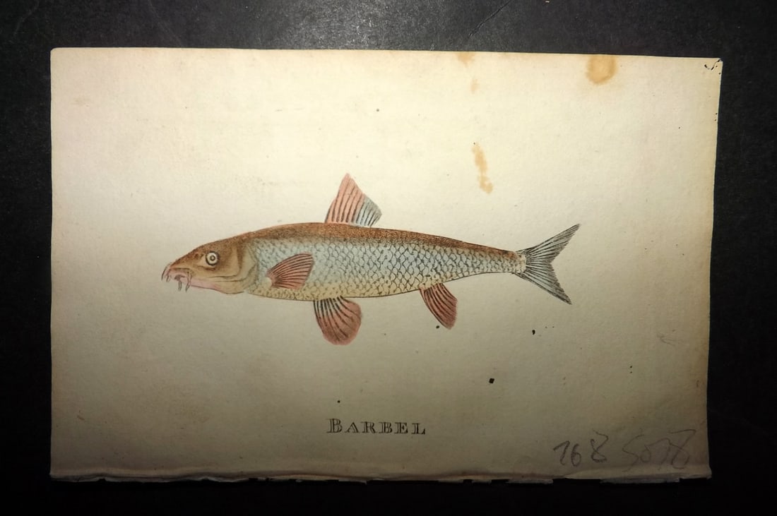 Holloway, William 1804 Hand Col Fish Print. Barbel: Hand Colored Copper Plate Published 1803-04, London for "The British Museum; Or Elegant Repository of Natural History" by William Holloway and John Branch. Paper Size: 5 x 3.5 inch (13 x 9cm) Minor ba