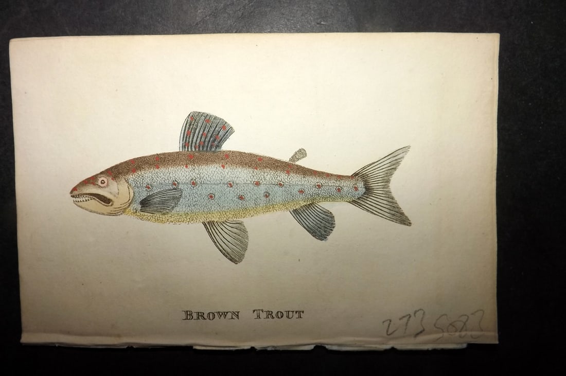 Holloway, William 1804 Hand Col Fish Print. Brown Trout (1 of 1)