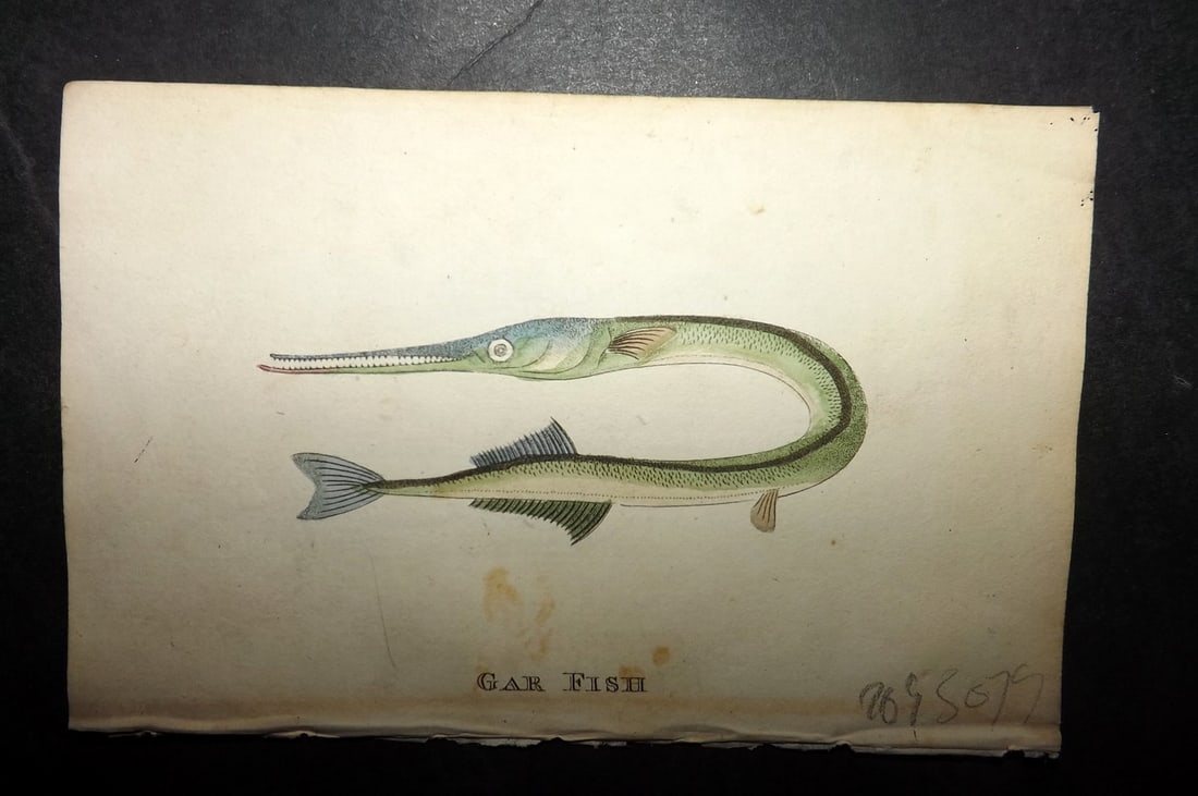 Holloway, William 1804 Hand Col Fish Print. Garfish: Hand Colored Copper Plate Published 1803-04, London for "The British Museum; Or Elegant Repository of Natural History" by William Holloway and John Branch. Paper Size: 5 x 3.5 inch (13 x 9cm) Minor ba