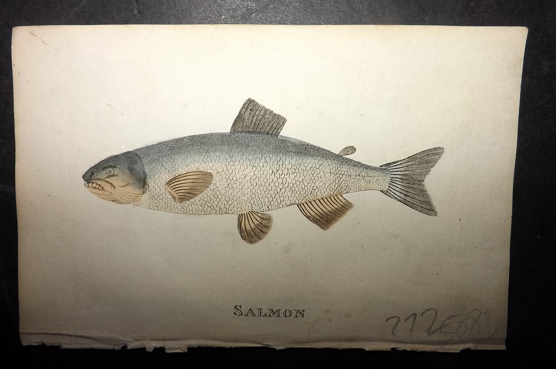 Holloway, William 1804 Hand Col Fish Print. Salmon (1 of 1)