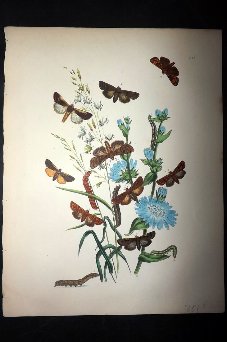 Humphreys & Westwood 1857 Hand Col Moth Print 26: Hand Colored Lithographs Published 1849, London for "British Moths and Their Transformations" by Henry Noel Humphreys & John Obadiah Westwood. Paper Size: 11 x 8.5 inch (28 x 22cm) Good Condition