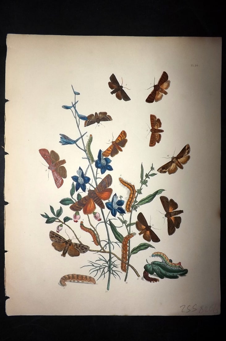 Humphreys & Westwood 1857 Hand Col Moth Print 30: Hand Colored Lithographs Published 1849, London for "British Moths and Their Transformations" by Henry Noel Humphreys & John Obadiah Westwood. Paper Size: 11 x 8.5 inch (28 x 22cm) Good Condition