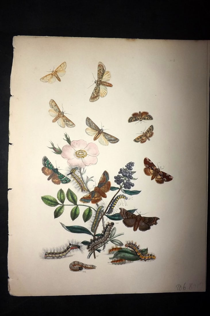 Humphreys & Westwood 1857 Hand Col Moth Print 41: Hand Colored Lithographs Published 1849, London for "British Moths and Their Transformations" by Henry Noel Humphreys & John Obadiah Westwood. Paper Size: 11 x 8.5 inch (28 x 22cm) Good Condition