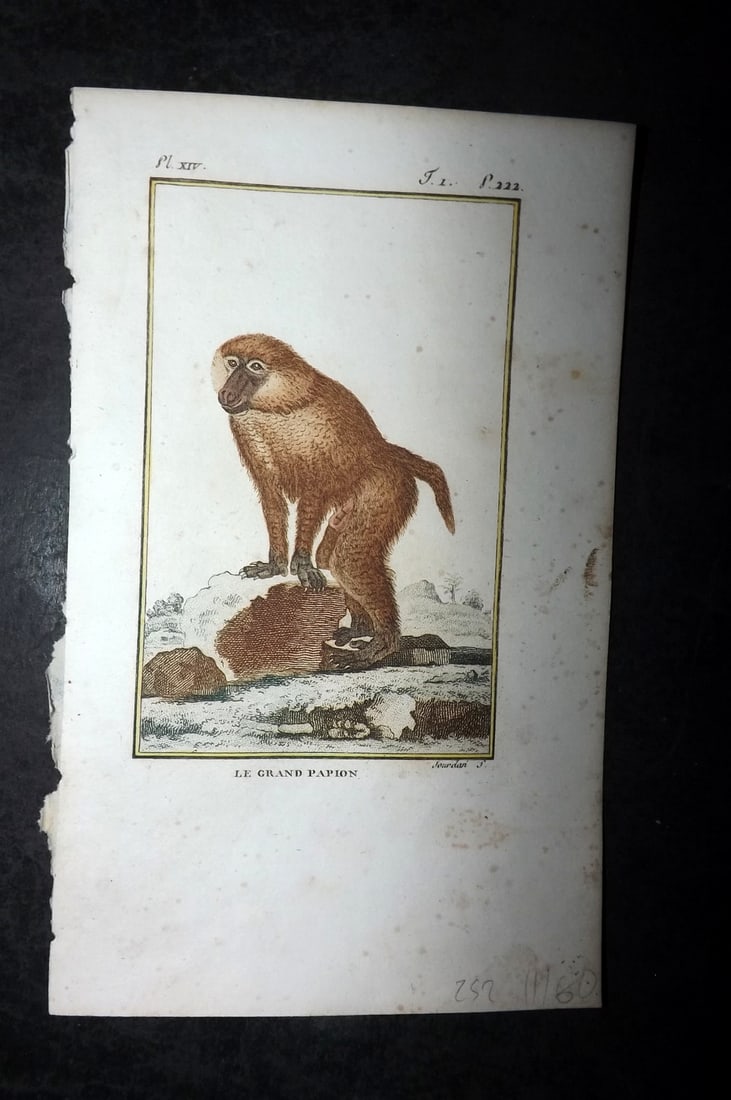 Latreille, Pierre-Andre 1800 Hand Col Monkey Print. Le Grand Papion 14: Hand Colored Copper Plate Published 1800, Paris for "Histoire Naturelle des Singes" by Pierre-Andre Latreille and the Comte de Buffon. Paper Size: 8 x 4.75 inch (20 x 12cm) Very minor toning. Good Con