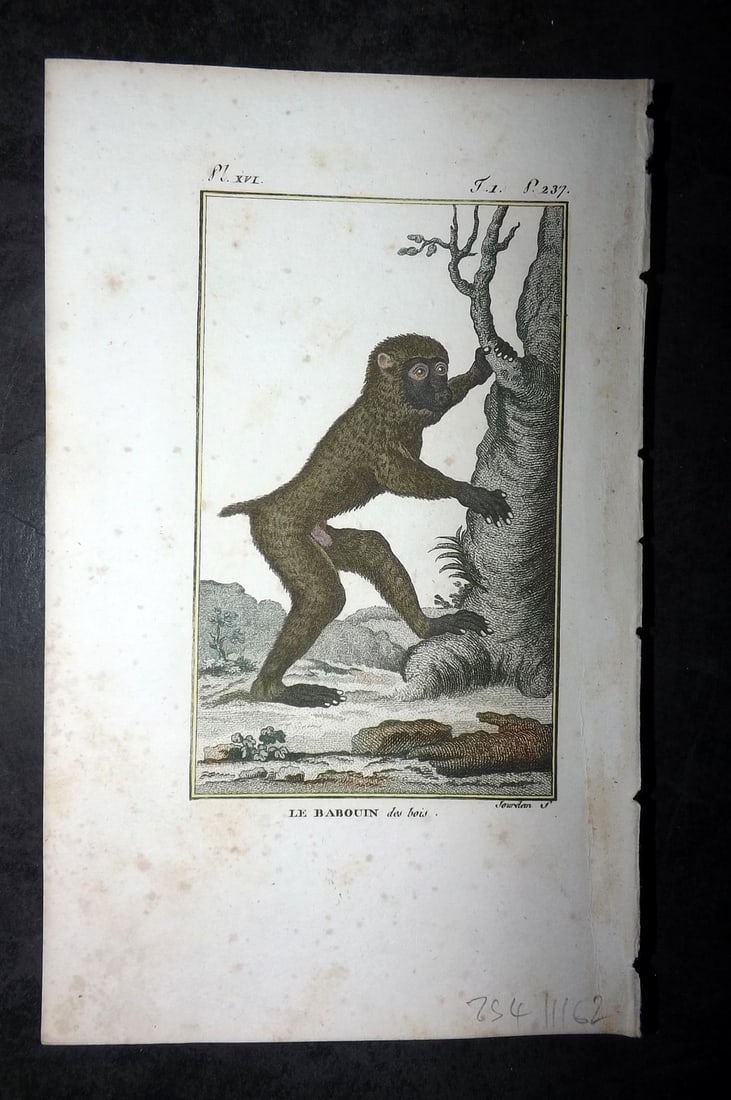 Latreille, Pierre-Andre 1800 Hand Col Monkey Print. Le Babouin 16: Hand Colored Copper Plate Published 1800, Paris for "Histoire Naturelle des Singes" by Pierre-Andre Latreille and the Comte de Buffon. Paper Size: 8 x 4.75 inch (20 x 12cm) Very minor toning. Good Con