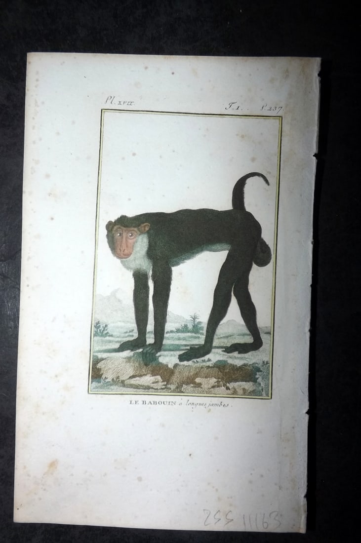 Latreille, Pierre-Andre 1800 Hand Col Monkey Print. Le Babouin 17: Hand Colored Copper Plate Published 1800, Paris for "Histoire Naturelle des Singes" by Pierre-Andre Latreille and the Comte de Buffon. Paper Size: 8 x 4.75 inch (20 x 12cm) Very minor toning. Good Con