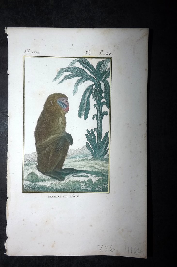 Latreille, Pierre-Andre 1800 Hand Col Monkey Print. Mandrill Male 18: Hand Colored Copper Plate Published 1800, Paris for "Histoire Naturelle des Singes" by Pierre-Andre Latreille and the Comte de Buffon. Paper Size: 8 x 4.75 inch (20 x 12cm) Very minor toning. Good Con