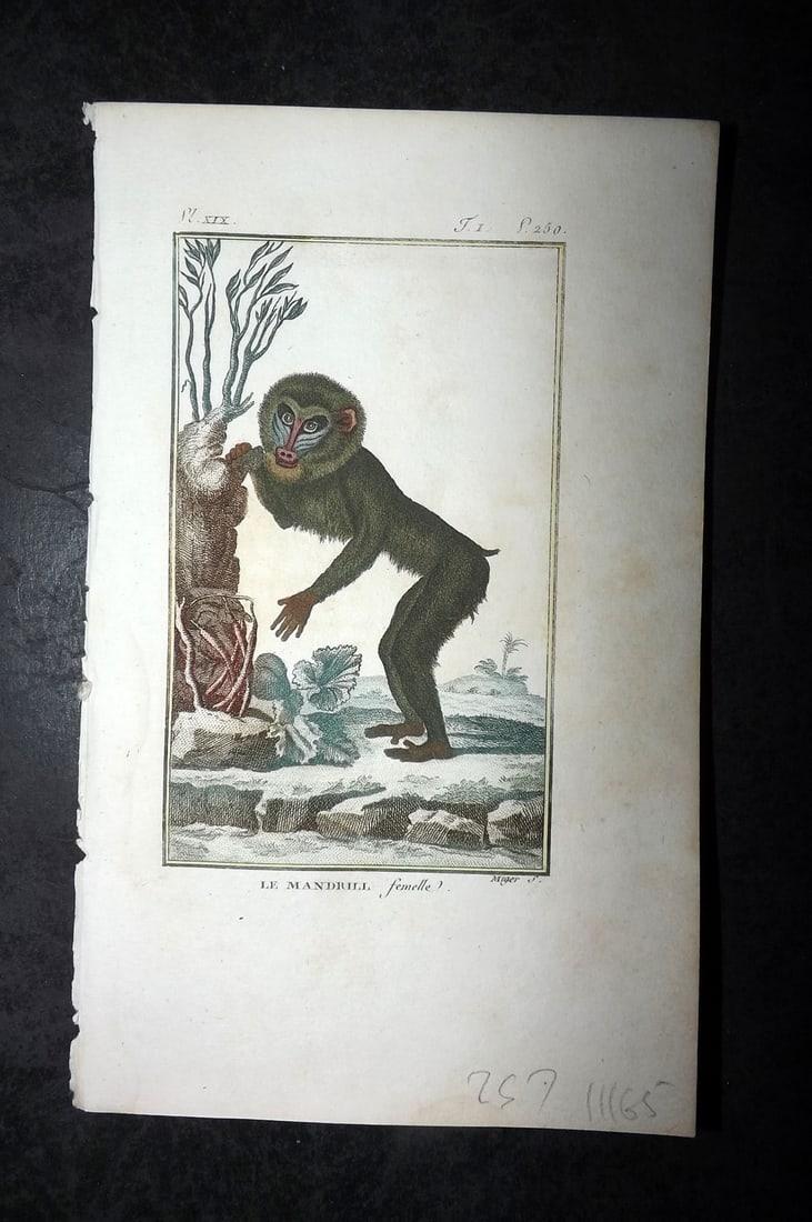 Latreille, Pierre-Andre 1800 Hand Col Monkey Print. Mandrill Female 19: Hand Colored Copper Plate Published 1800, Paris for "Histoire Naturelle des Singes" by Pierre-Andre Latreille and the Comte de Buffon. Paper Size: 8 x 4.75 inch (20 x 12cm) Very minor toning. Good Con