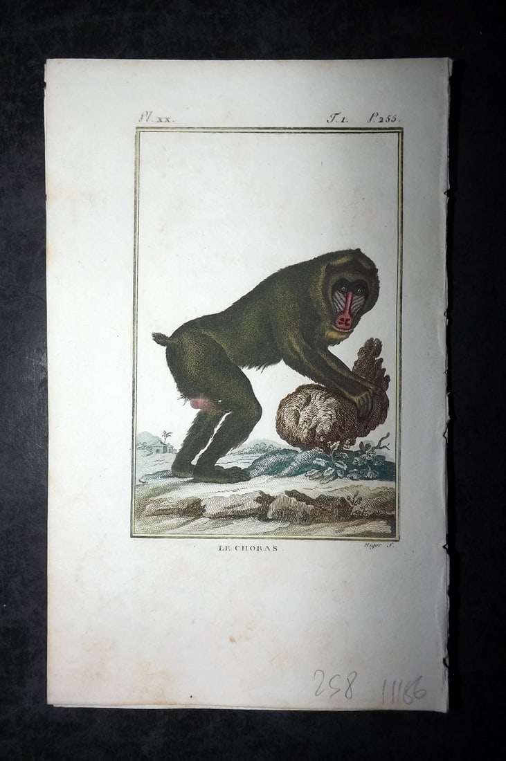 Latreille, Pierre-Andre 1800 Hand Col Monkey Print. Le Choras 20: Hand Colored Copper Plate Published 1800, Paris for "Histoire Naturelle des Singes" by Pierre-Andre Latreille and the Comte de Buffon. Paper Size: 8 x 4.75 inch (20 x 12cm) Very minor toning. Good Con