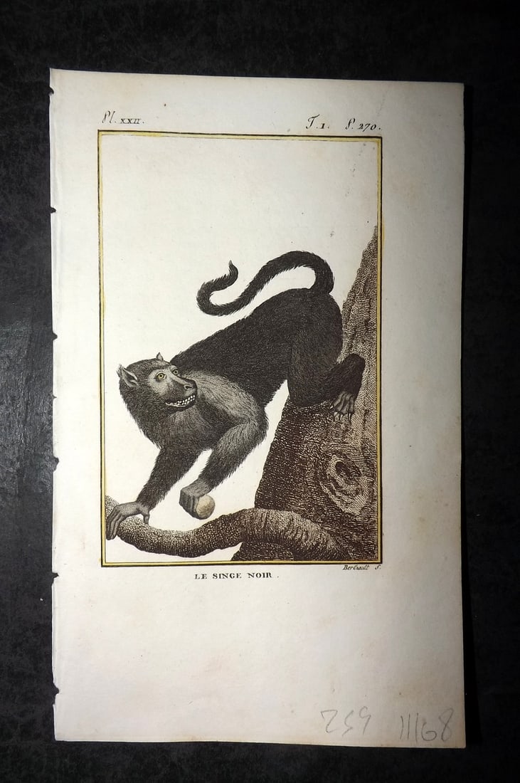 Latreille, Pierre-Andre 1800 Hand Col Monkey Print. Le Singe Noir 22 (1 of 1)
