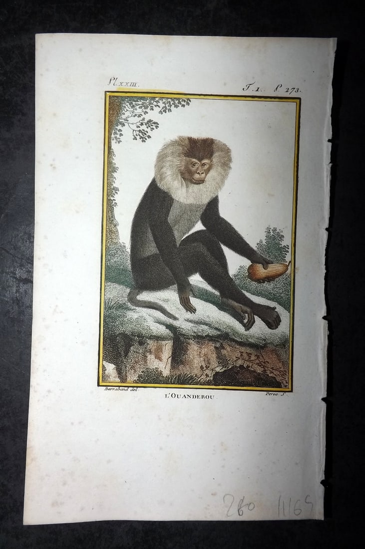Latreille, Pierre-Andre 1800 Hand Col Monkey Print. L'Ouanderou 23: Hand Colored Copper Plate Published 1800, Paris for "Histoire Naturelle des Singes" by Pierre-Andre Latreille and the Comte de Buffon. Paper Size: 8 x 4.75 inch (20 x 12cm) Very minor toning. Good Con