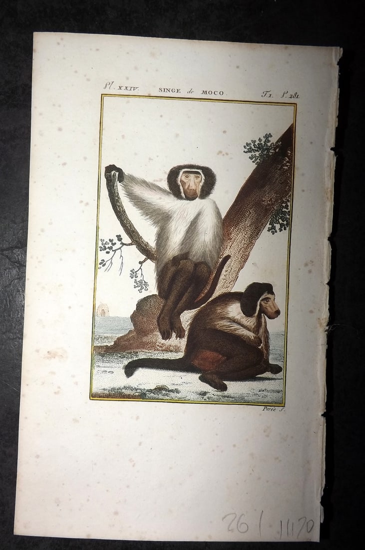 Latreille, Pierre-Andre 1800 Hand Col Monkey Print. Singe de Moco 24: Hand Colored Copper Plate Published 1800, Paris for "Histoire Naturelle des Singes" by Pierre-Andre Latreille and the Comte de Buffon. Paper Size: 8 x 4.75 inch (20 x 12cm) Very minor toning. Good Con