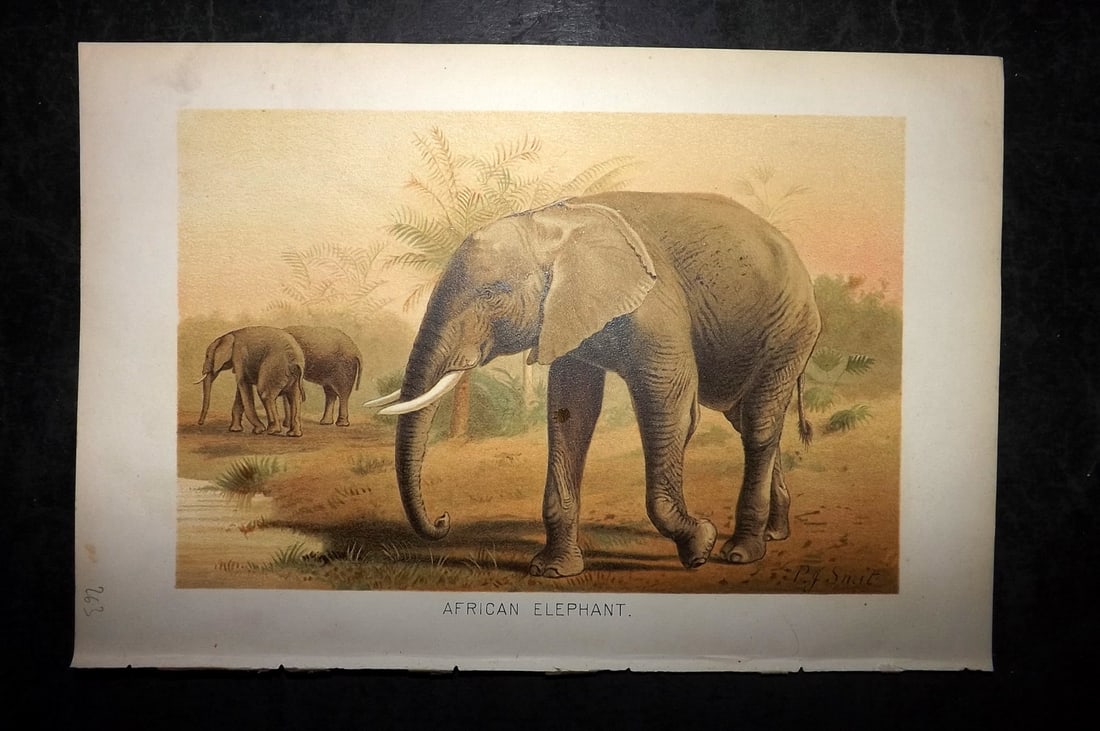 Lydekker, Richard 1896 Antique Print. African Elephant: Chromolithograph Published 1894-96, London for "The Royal Natural History" by Richard Lydekker. Illustrated by Smit, Keulemans, Wolf and others. Paper Size: 10 x 6.5 inch (25 x 16.5cm) Good Condition