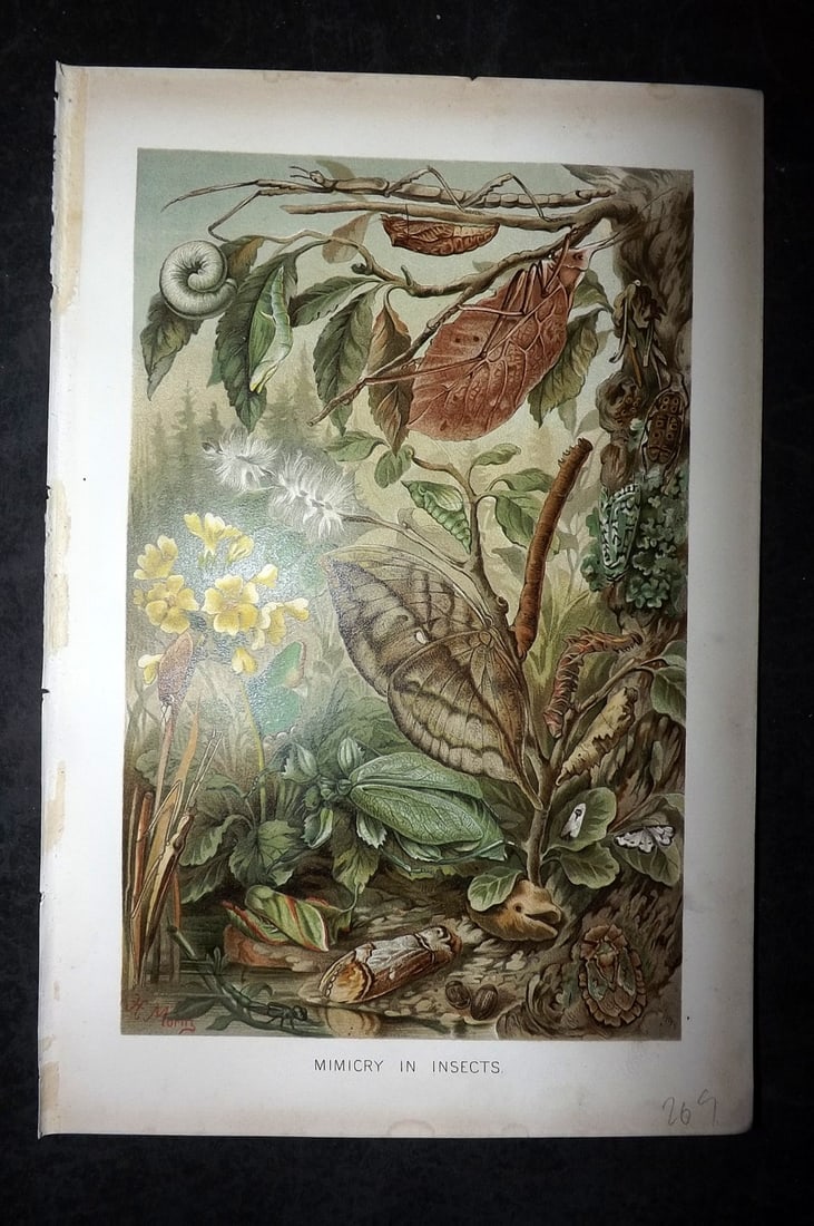 Lydekker, Richard 1896 Antique Print. Mimicry in Insects: Chromolithograph Published 1894-96, London for "The Royal Natural History" by Richard Lydekker. Illustrated by Smit, Keulemans, Wolf and others. Paper Size: 10 x 6.5 inch (25 x 16.5cm) Good Condition