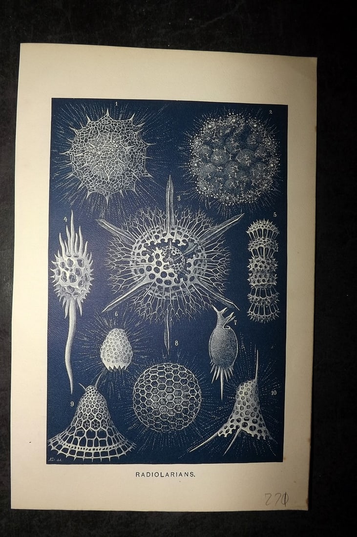 Lydekker, Richard 1896 Antique Print. Radiolarians: Chromolithograph Published 1894-96, London for "The Royal Natural History" by Richard Lydekker. Illustrated by Smit, Keulemans, Wolf and others. Paper Size: 10 x 6.5 inch (25 x 16.5cm) Good Condition