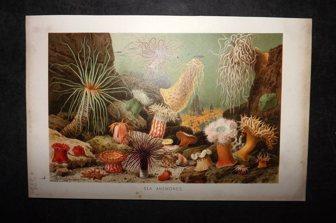 Lydekker, Richard 1896 Antique Print. Sea Anemones: Chromolithograph Published 1894-96, London for "The Royal Natural History" by Richard Lydekker. Illustrated by Smit, Keulemans, Wolf and others. Paper Size: 10 x 6.5 inch (25 x 16.5cm) Good Condition