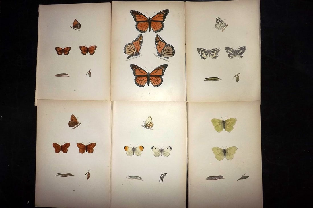 Morris, Francis 1904 Lot of 6 Hand Col Butterfly Prints (1 of 2)