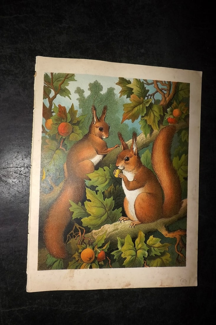 Petland C1890 Scarce Antique Print. Squirrel Tree & Pet Lamb (1 of 2)