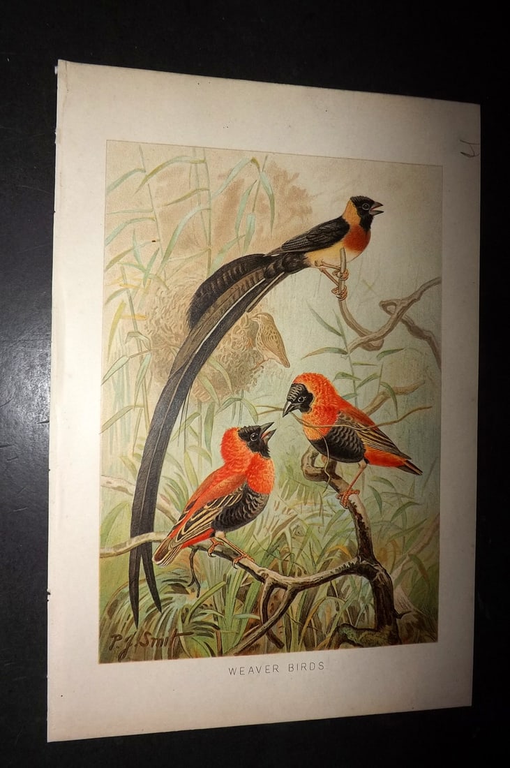 Lydekker, Richard 1896 Bird Print. Weaver Birds (1 of 1)
