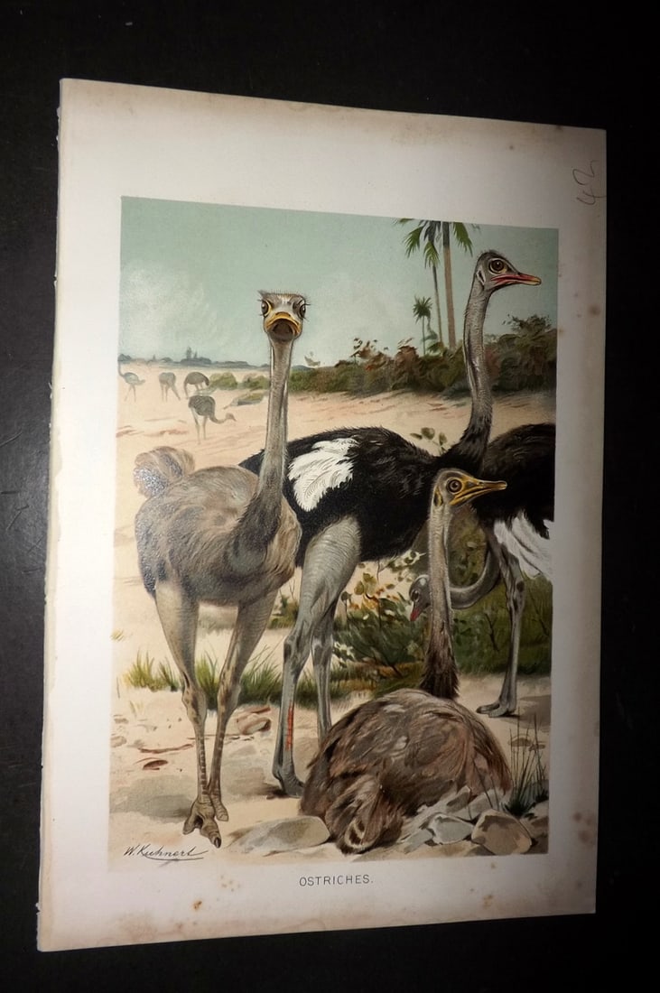 Lydekker, Richard 1896 Bird Print. Ostrich (1 of 1)